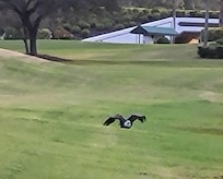 Bald Eagle taking off from pond outside our patio