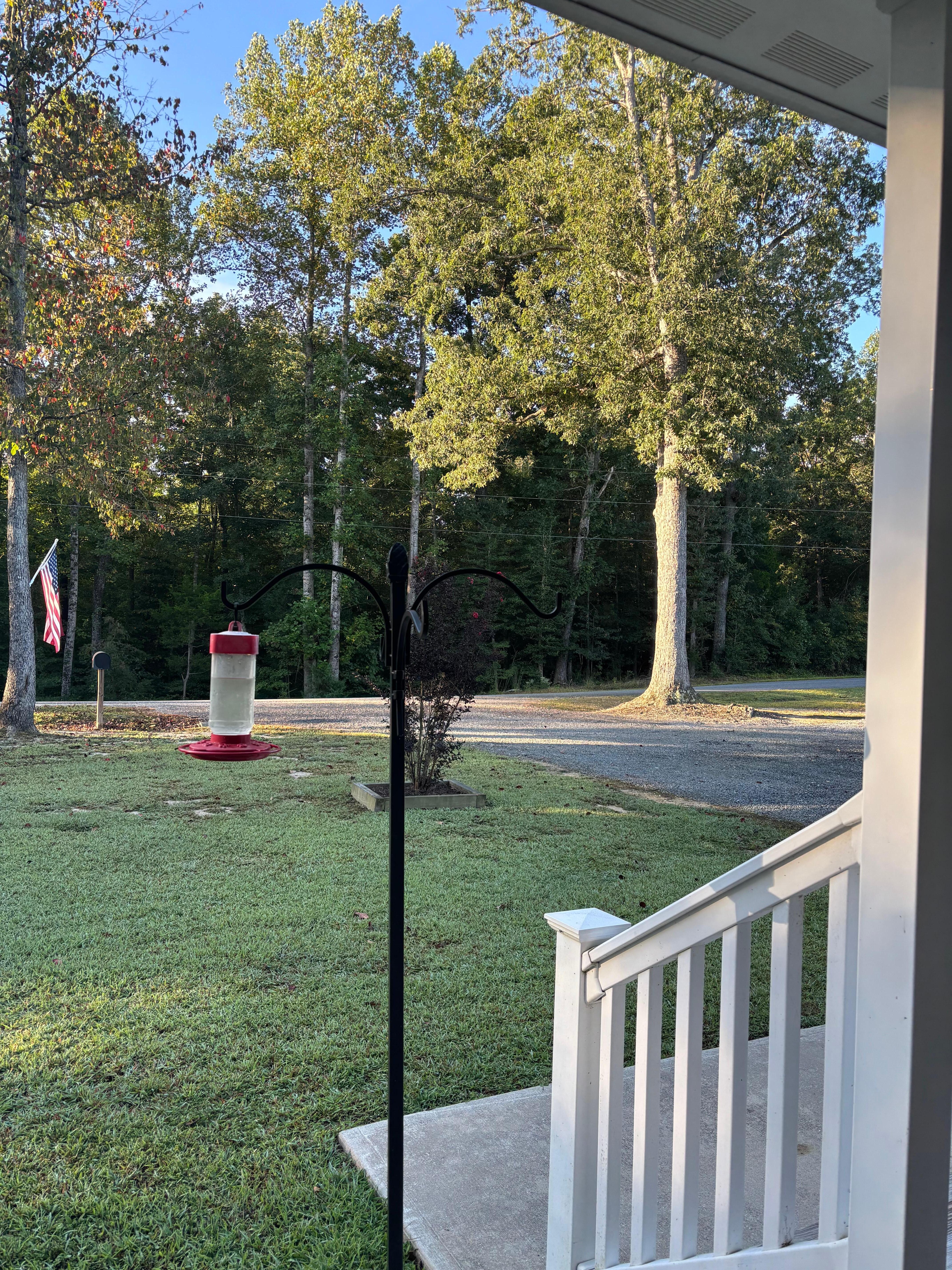 Hummingbirds were so beautiful and playful! 