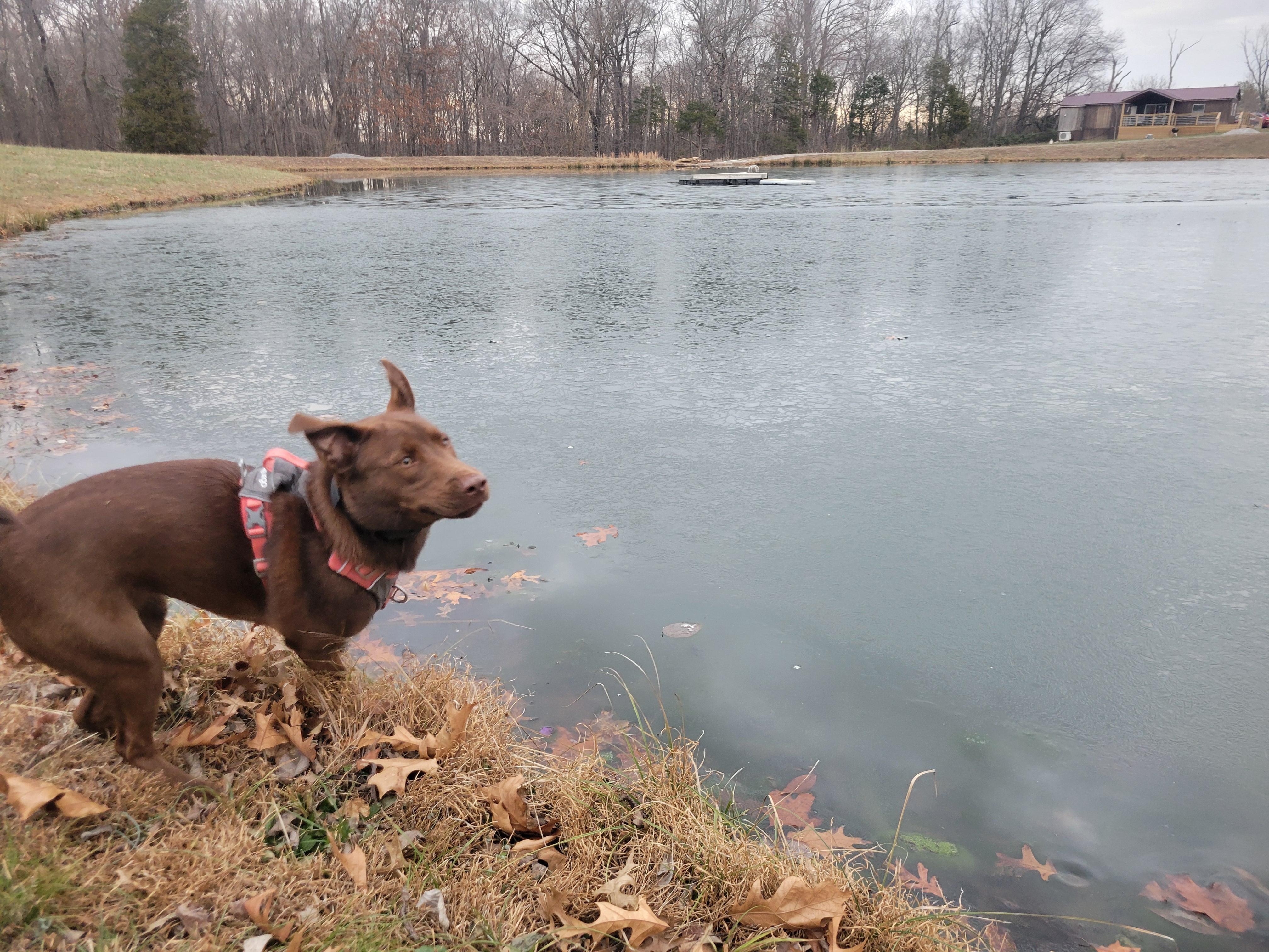 JoJo seeing ice on a lake for the 1st time.