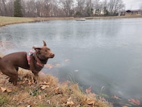 JoJo seeing ice on a lake for the 1st time.