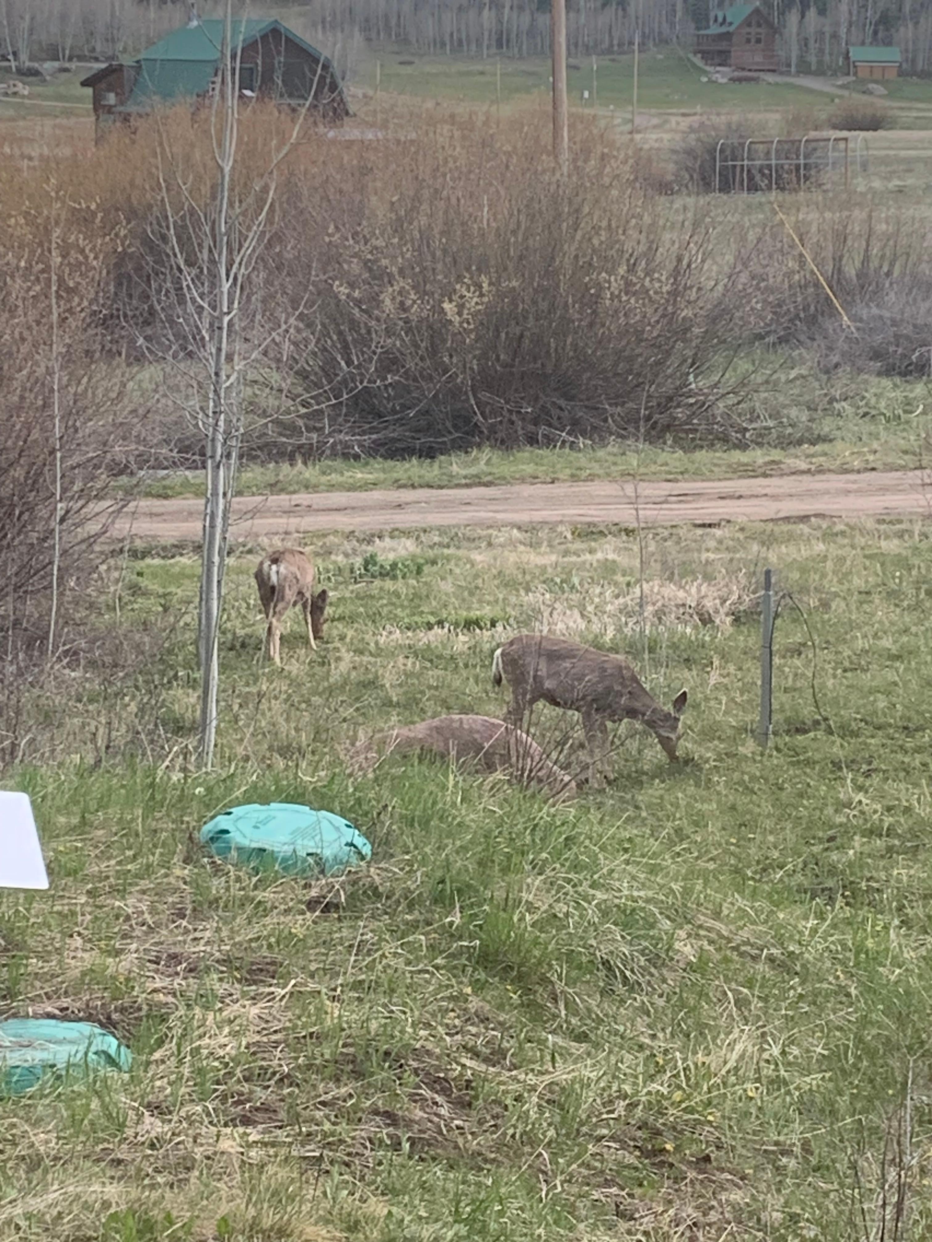 Deer where around the cabin daily.