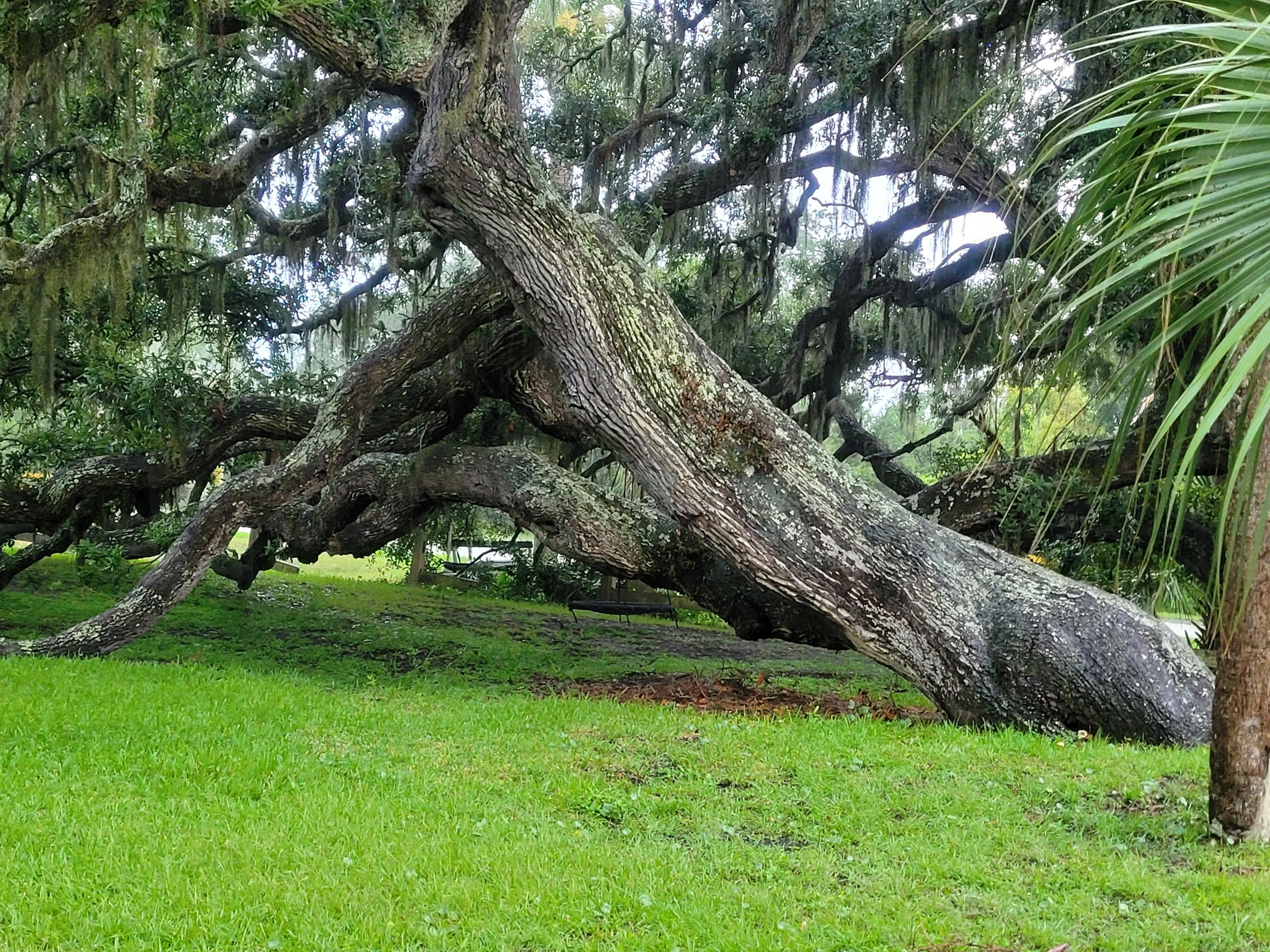 This was located in someone's yard a few streets over. Very beautiful  and sprawling branches! 