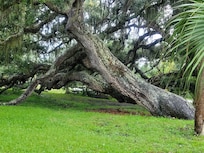 This was located in someone's yard a few streets over. Very beautiful and sprawling branches!