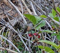 One of the hummingbirds!