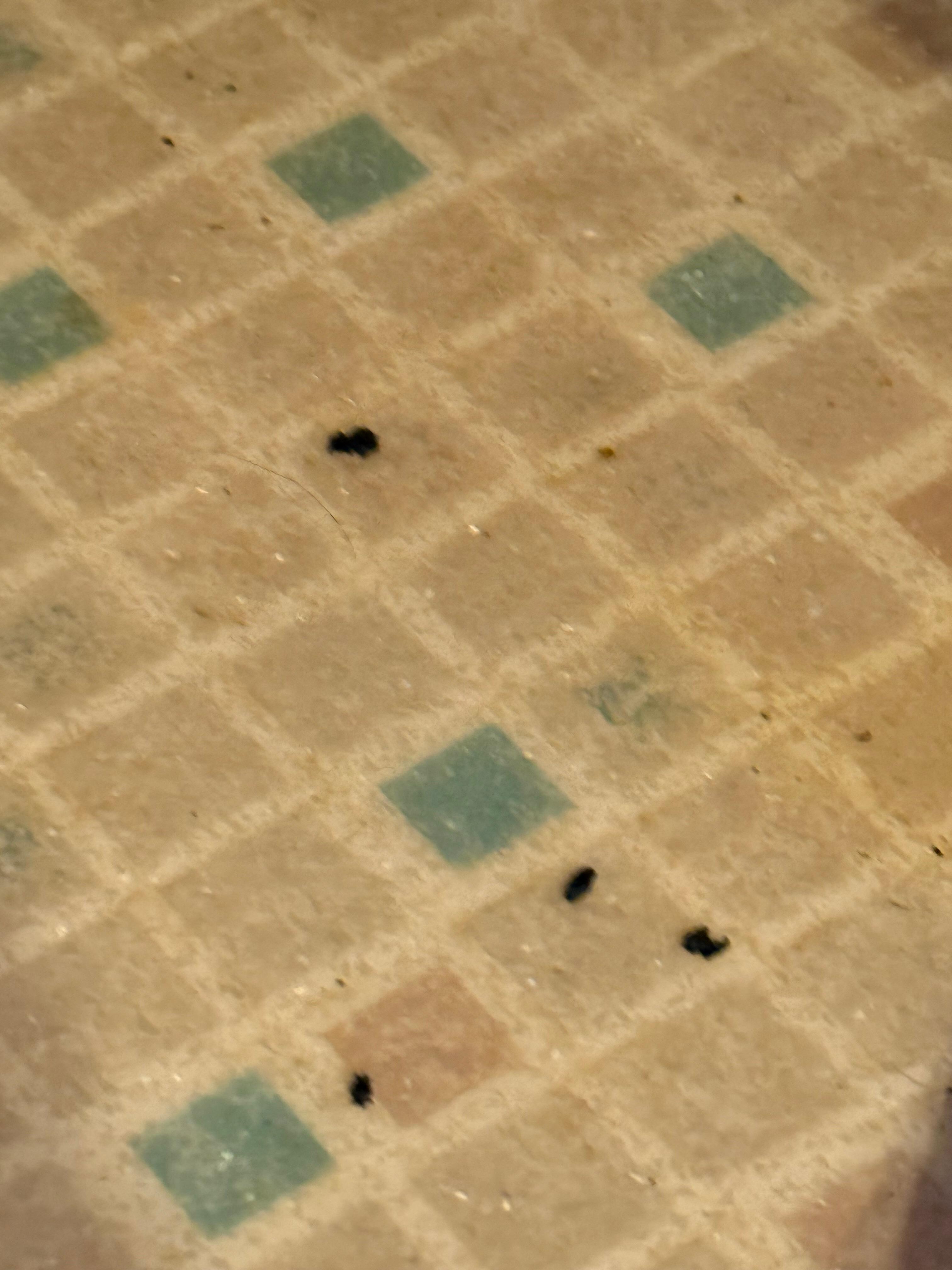 Mouse droppings 