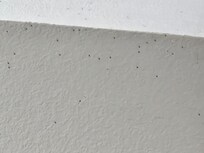 Above door after we had try to sweep them down.