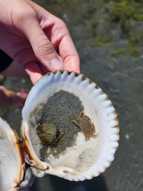 The kids had hours of fun finding sea life and beautiful shells and rocks