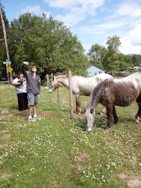 We loved the neighborhood horses in the pasture of daisies!