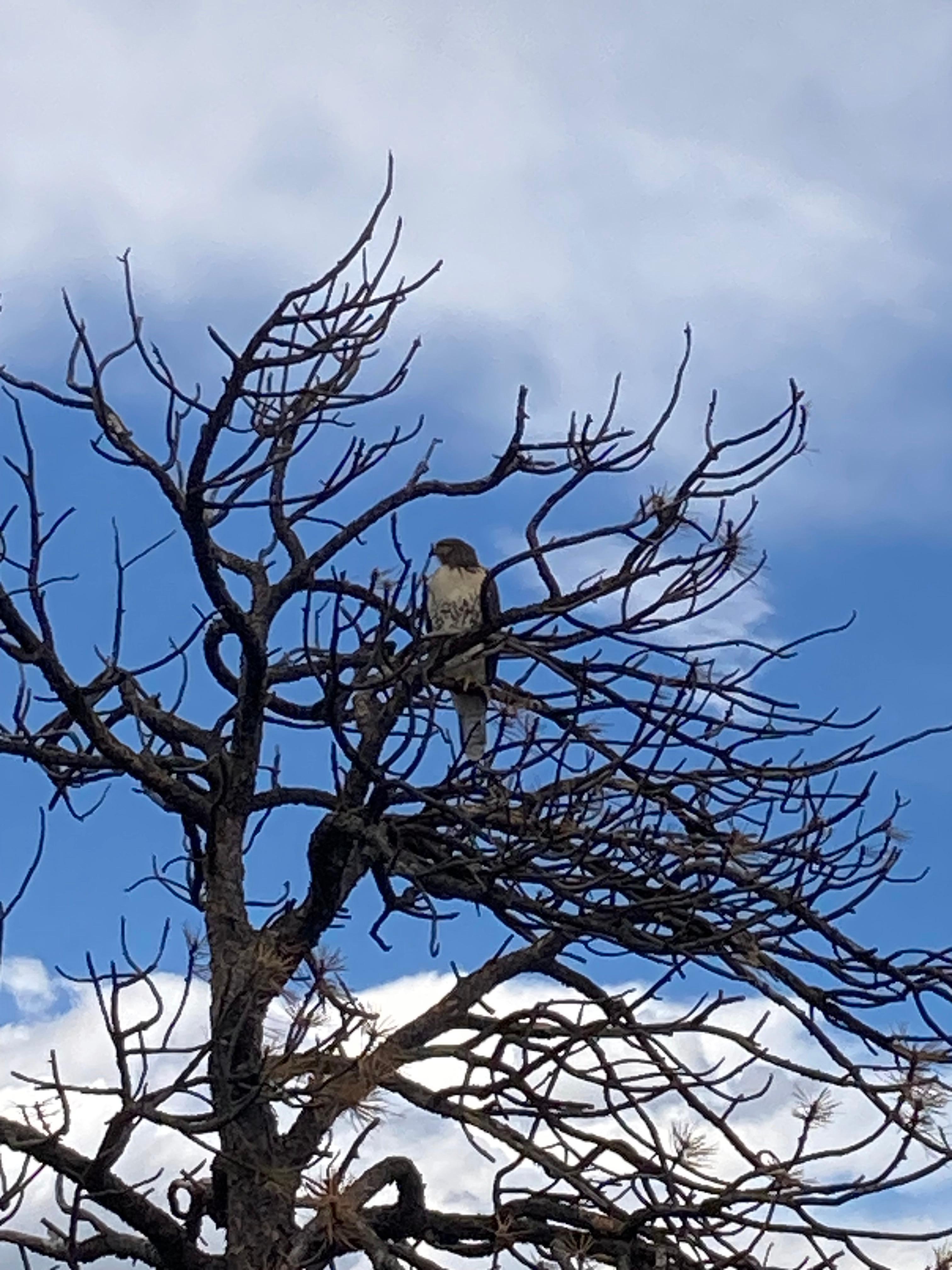 Red tailed hawk at the top of ladybug trail