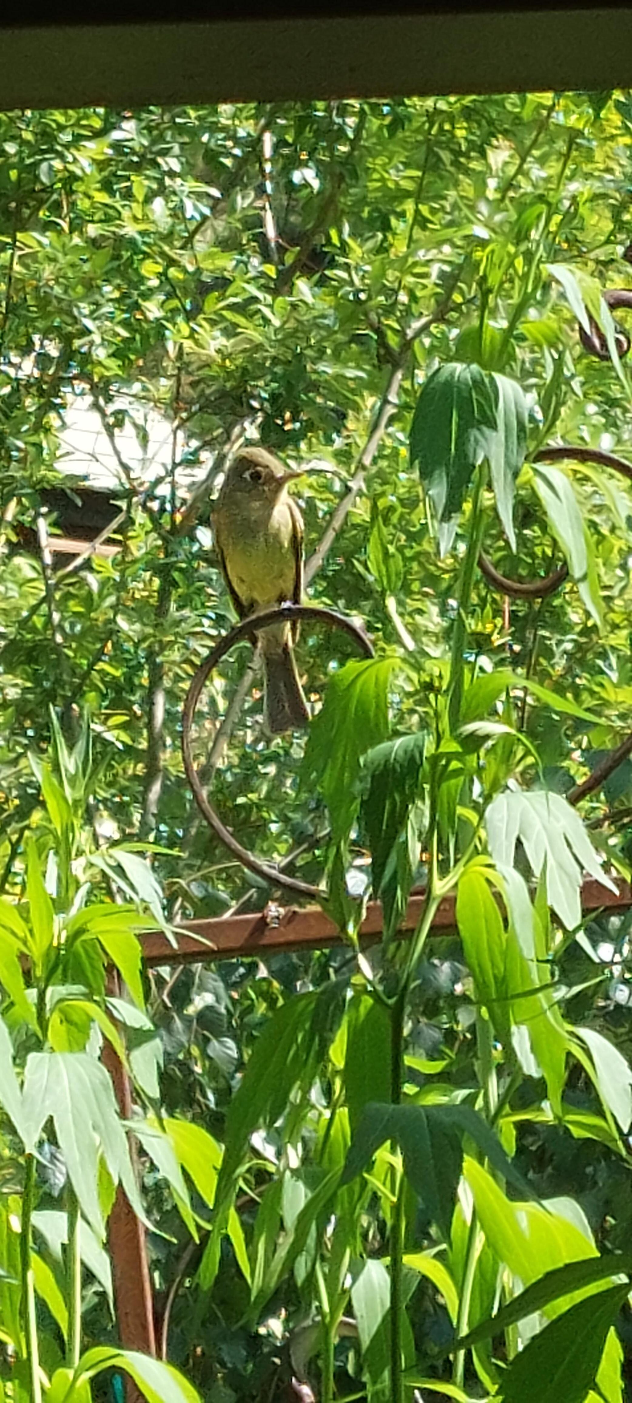 This was a momma western tanager that was guarding her chicks.