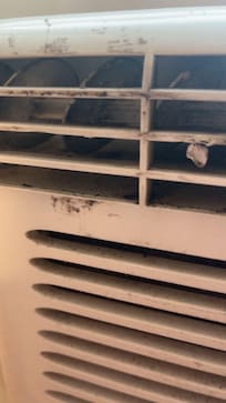 Black mold