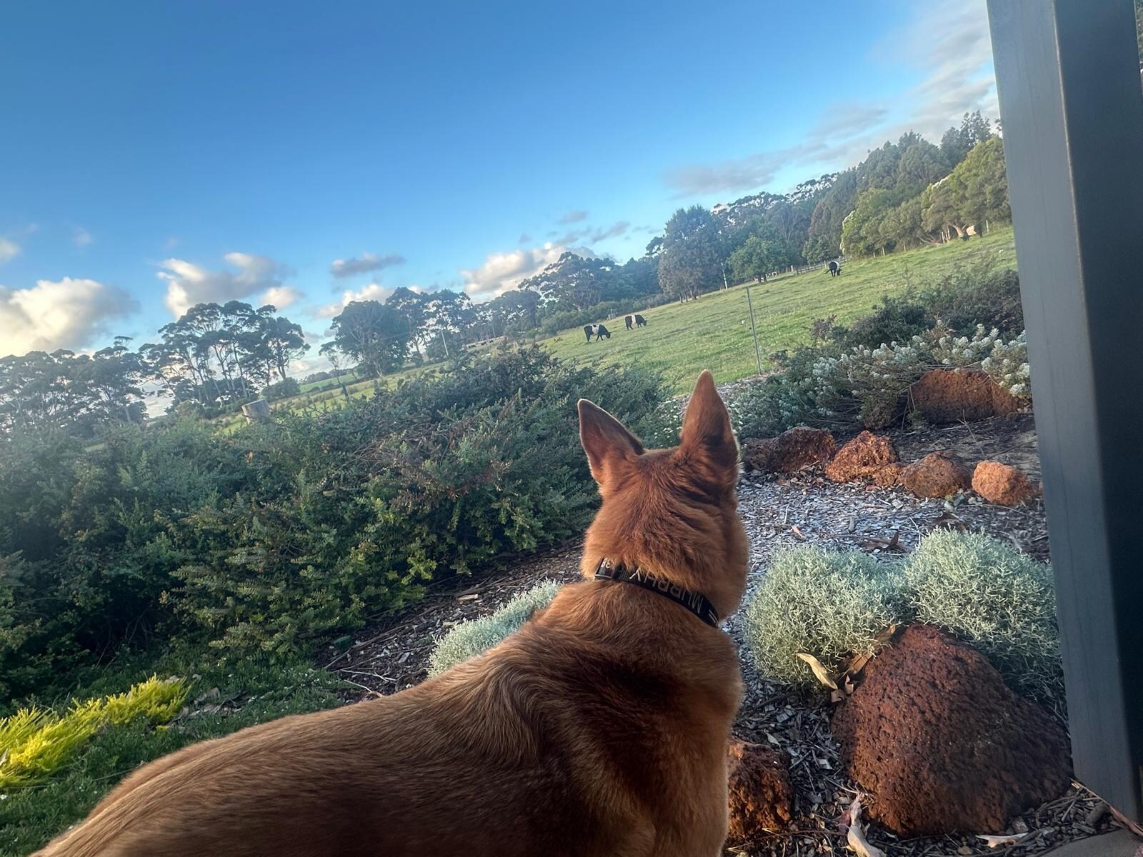 Murphy checking out the perimeter 