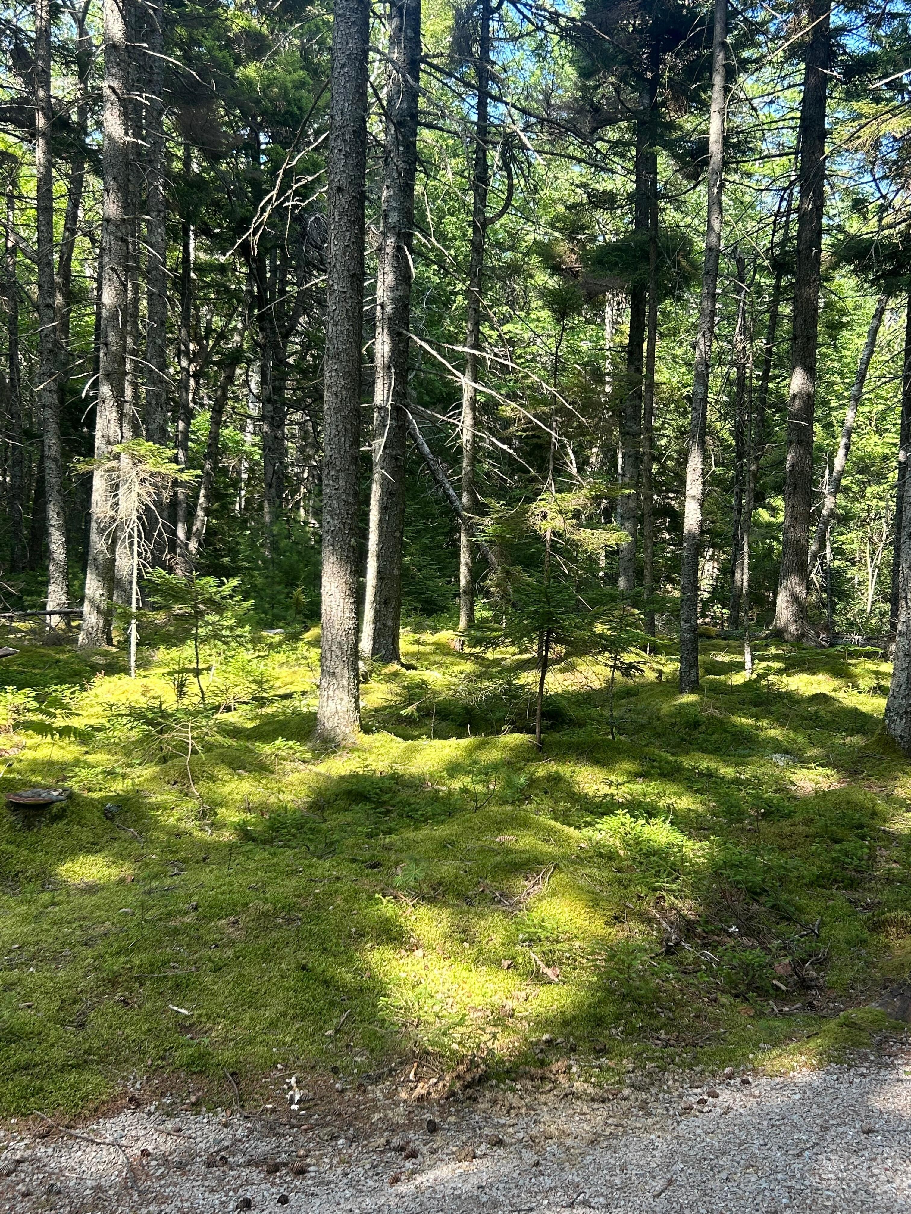 Carriage trail from house