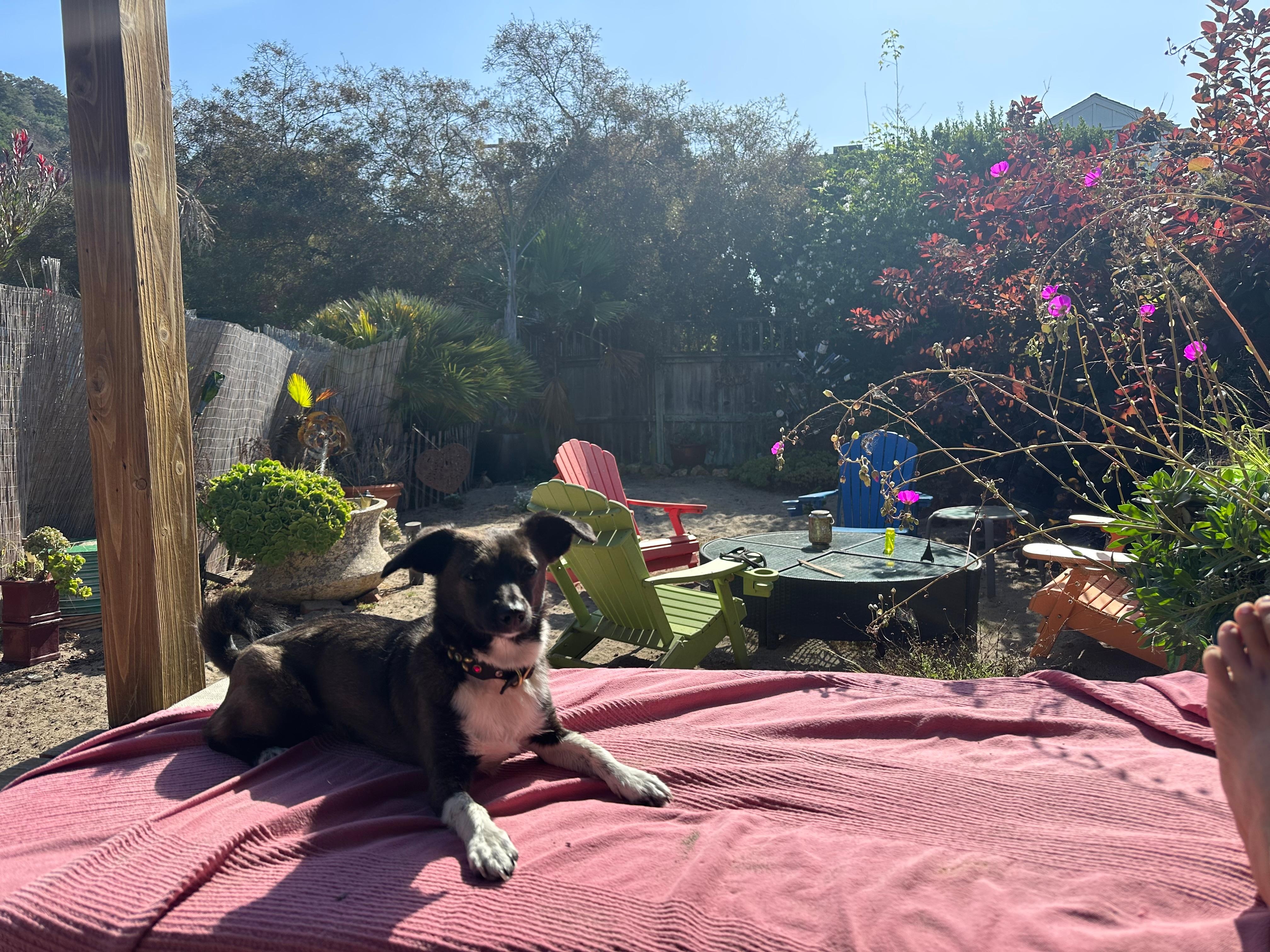 My lil dog named Mouse Mouse 🐭 
Such a coincidence that we stayed at the casita named mouse hole ☺️