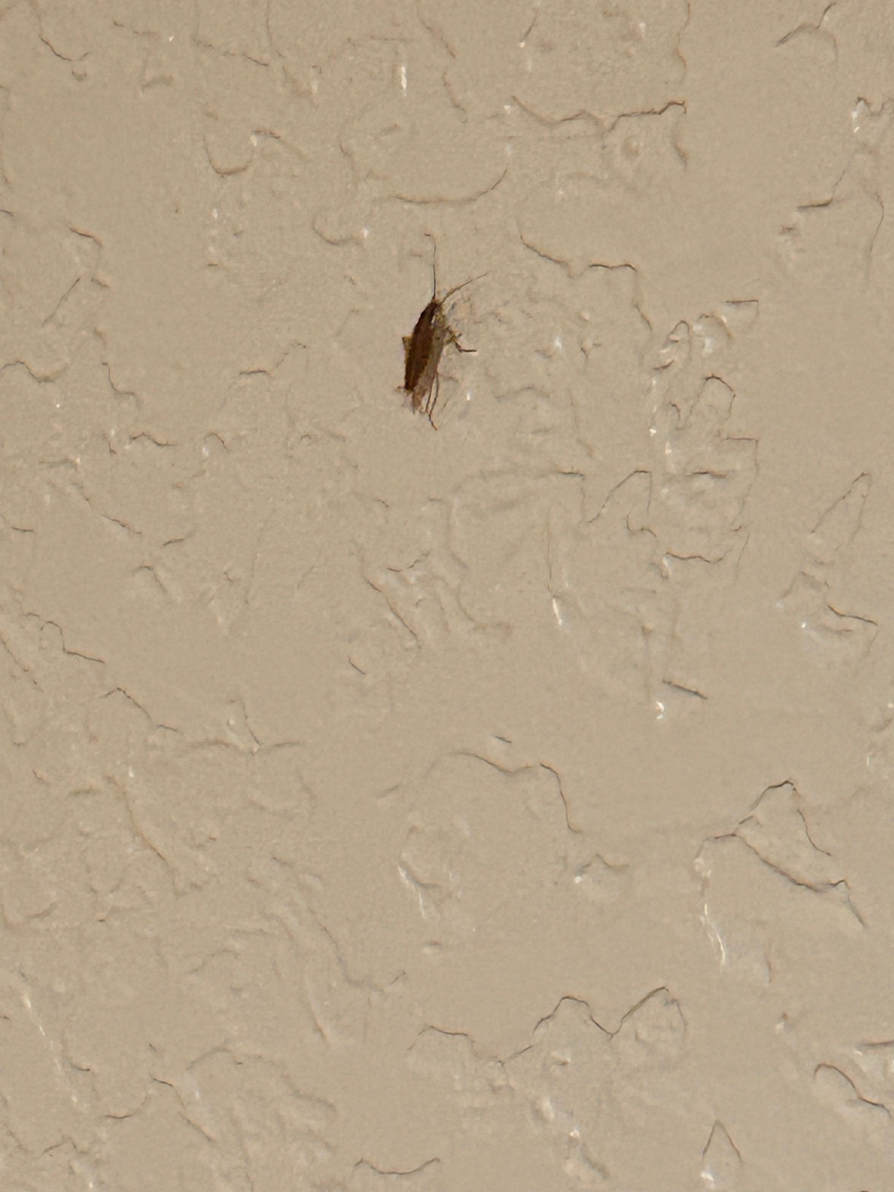 Roach