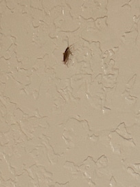Roach