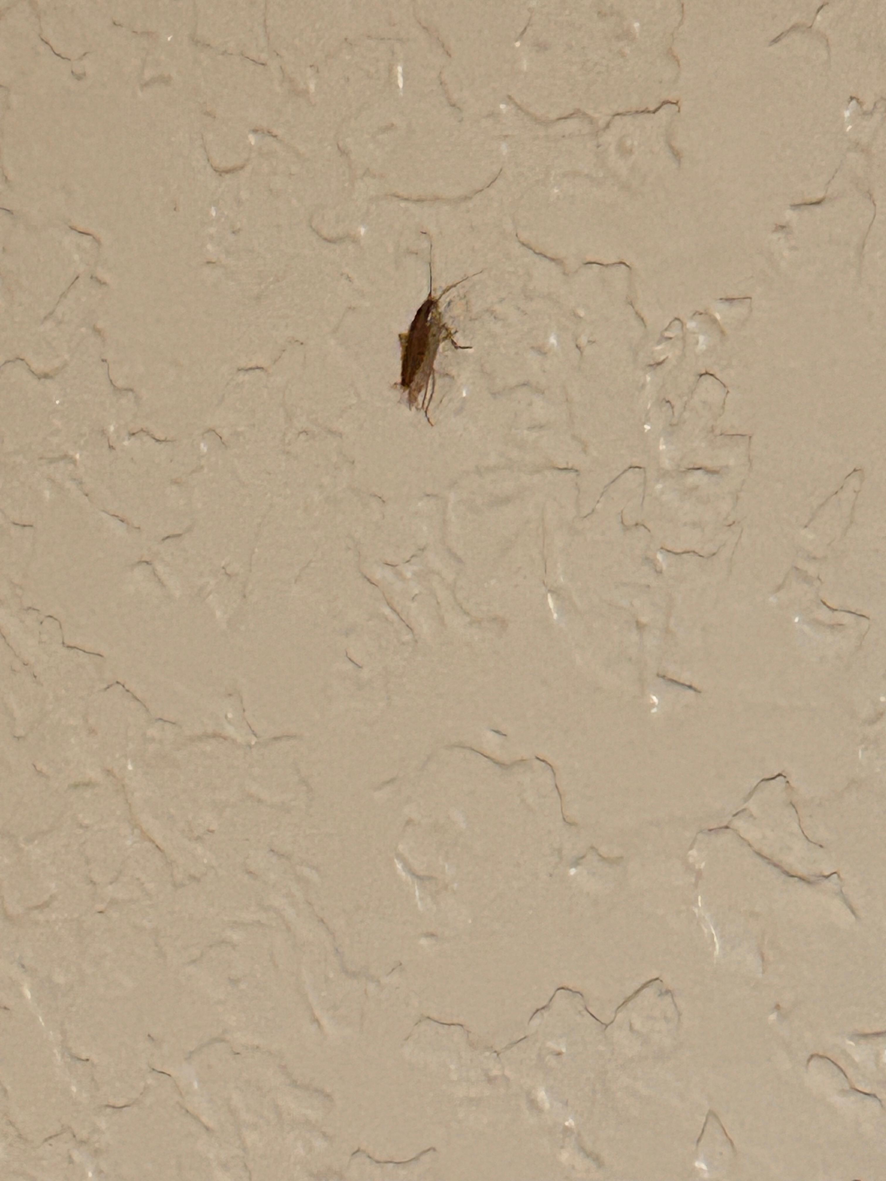 Roach