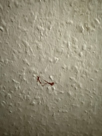 Blutfleck an der Wand wo das Bett steht