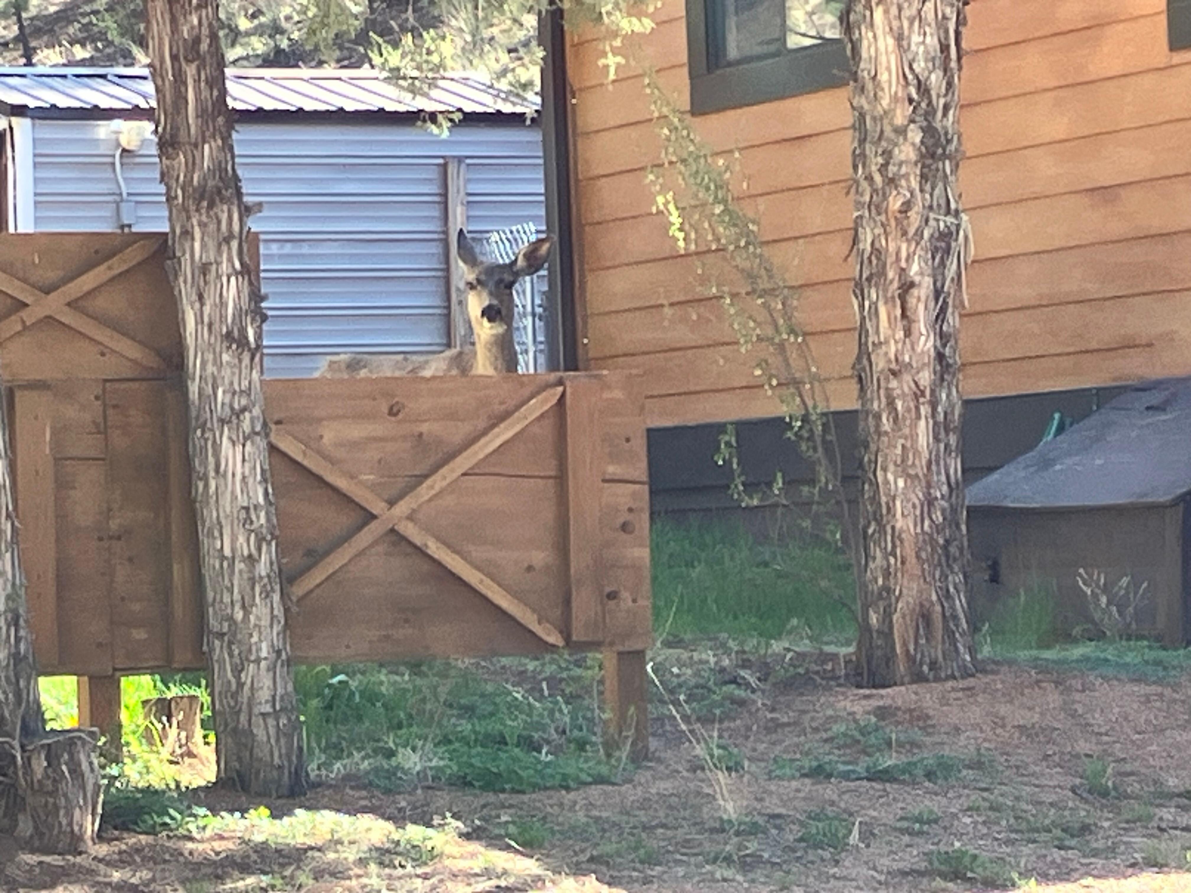 My greeter when returning from my morning walk.