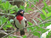 Rose-Breasted Grosbeak