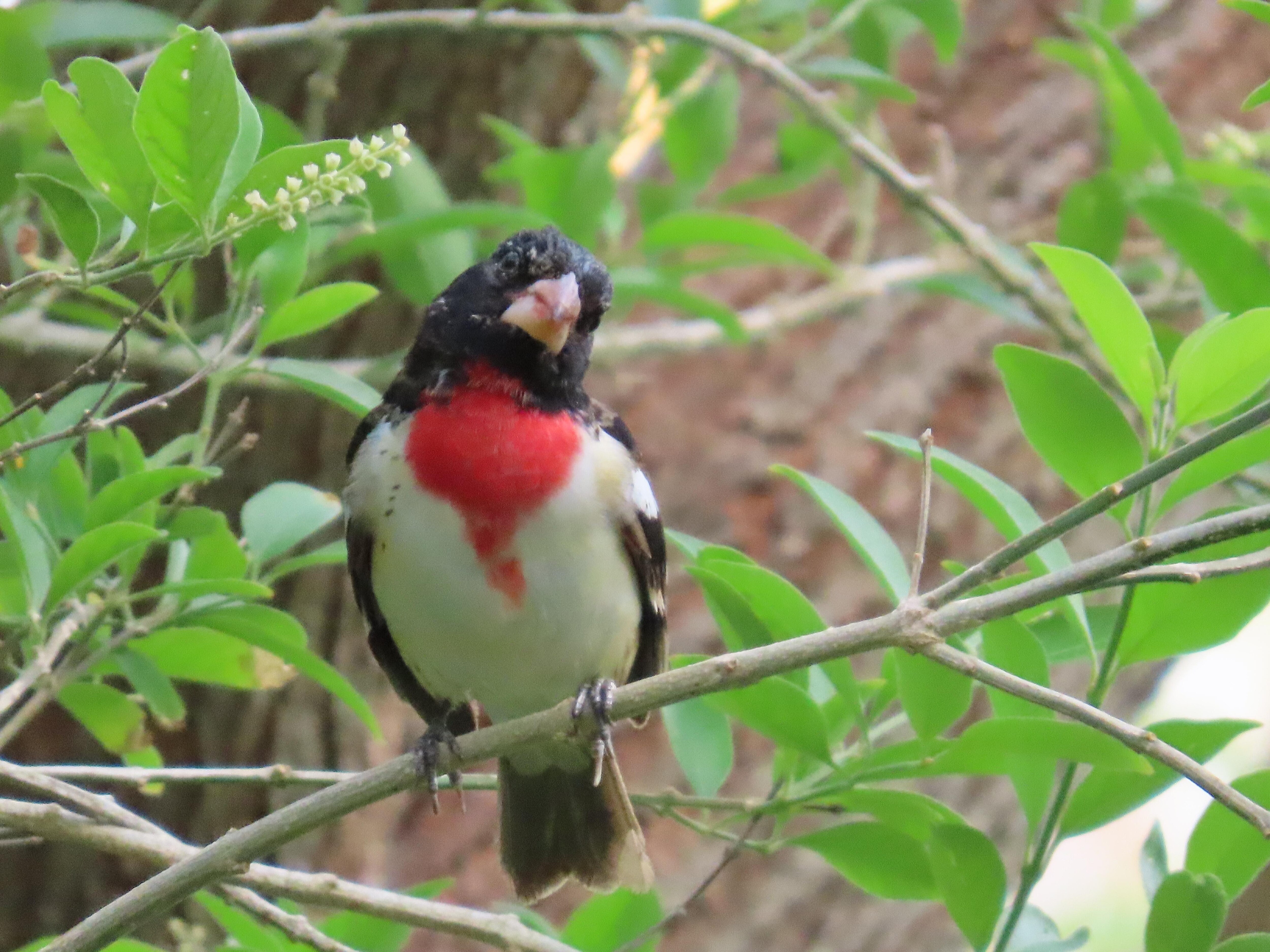 Rose-Breasted Grosbeak