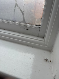 Filthy window sills
