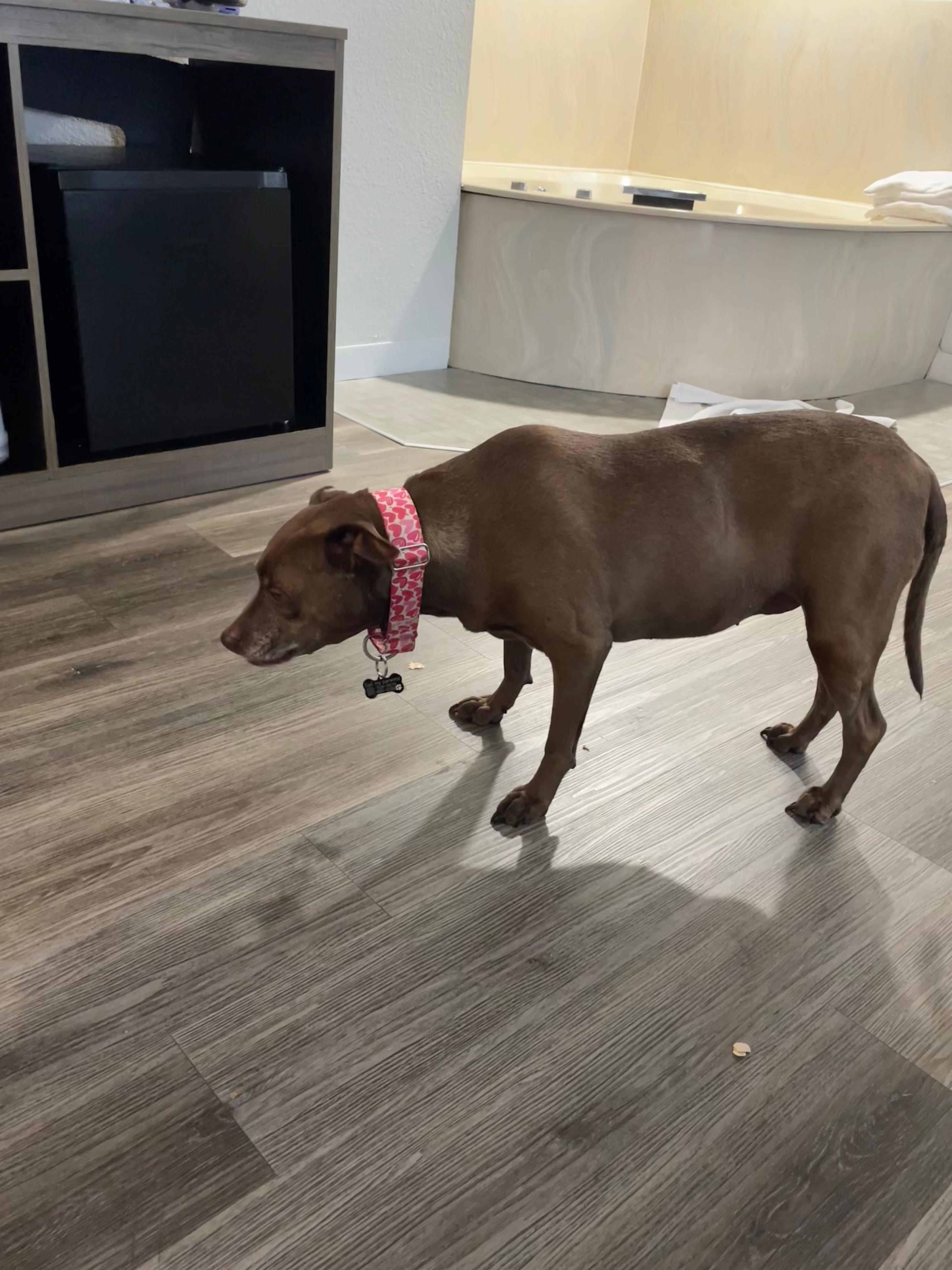 My dog loving her accommodation!