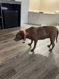 My dog loving her accommodation!