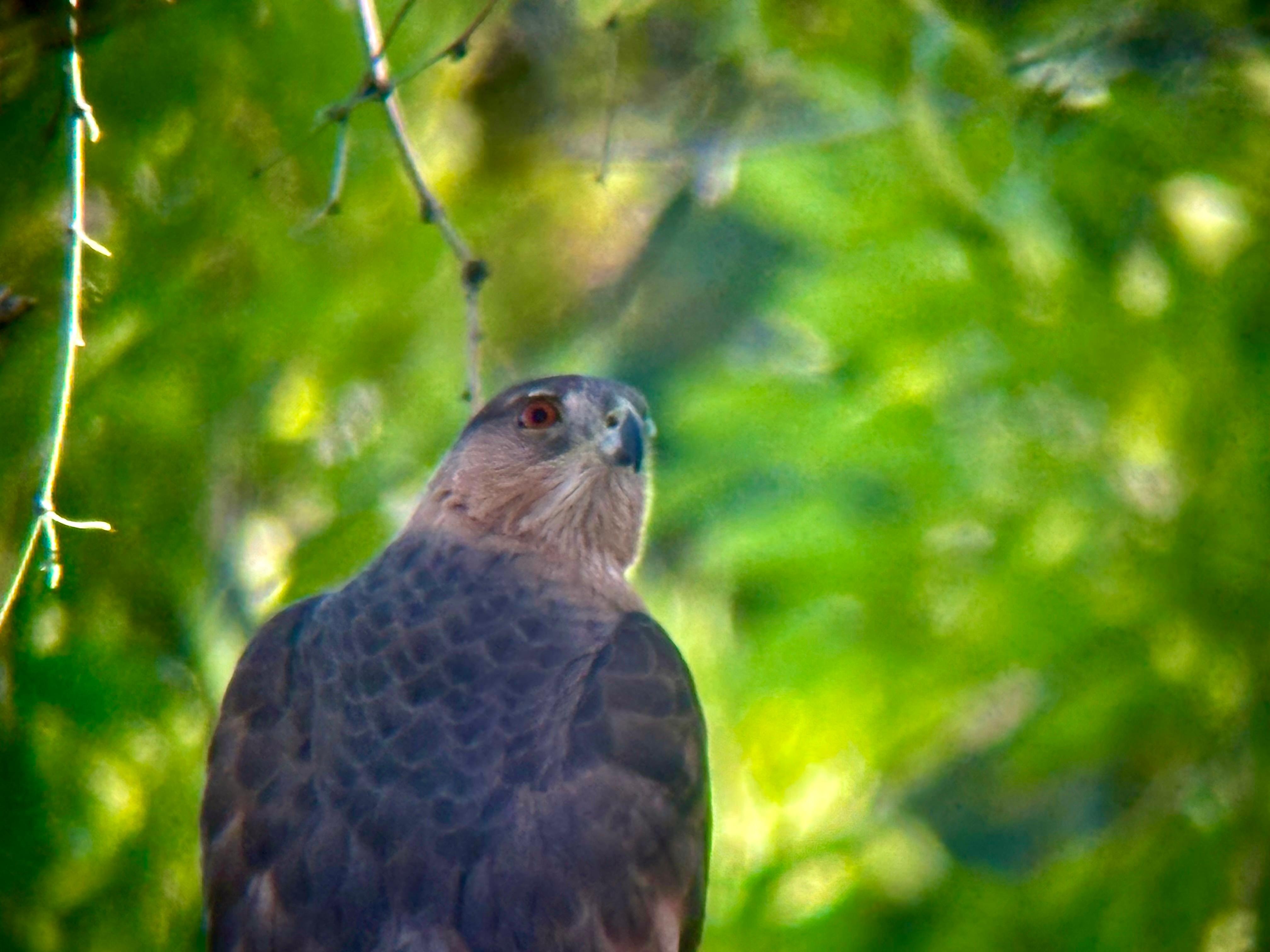 This female Cooper’s Hawk was n the yard daily and may have been nest building. 