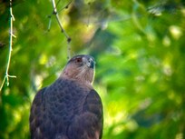 This female Cooper’s Hawk was n the yard daily and may have been nest building.