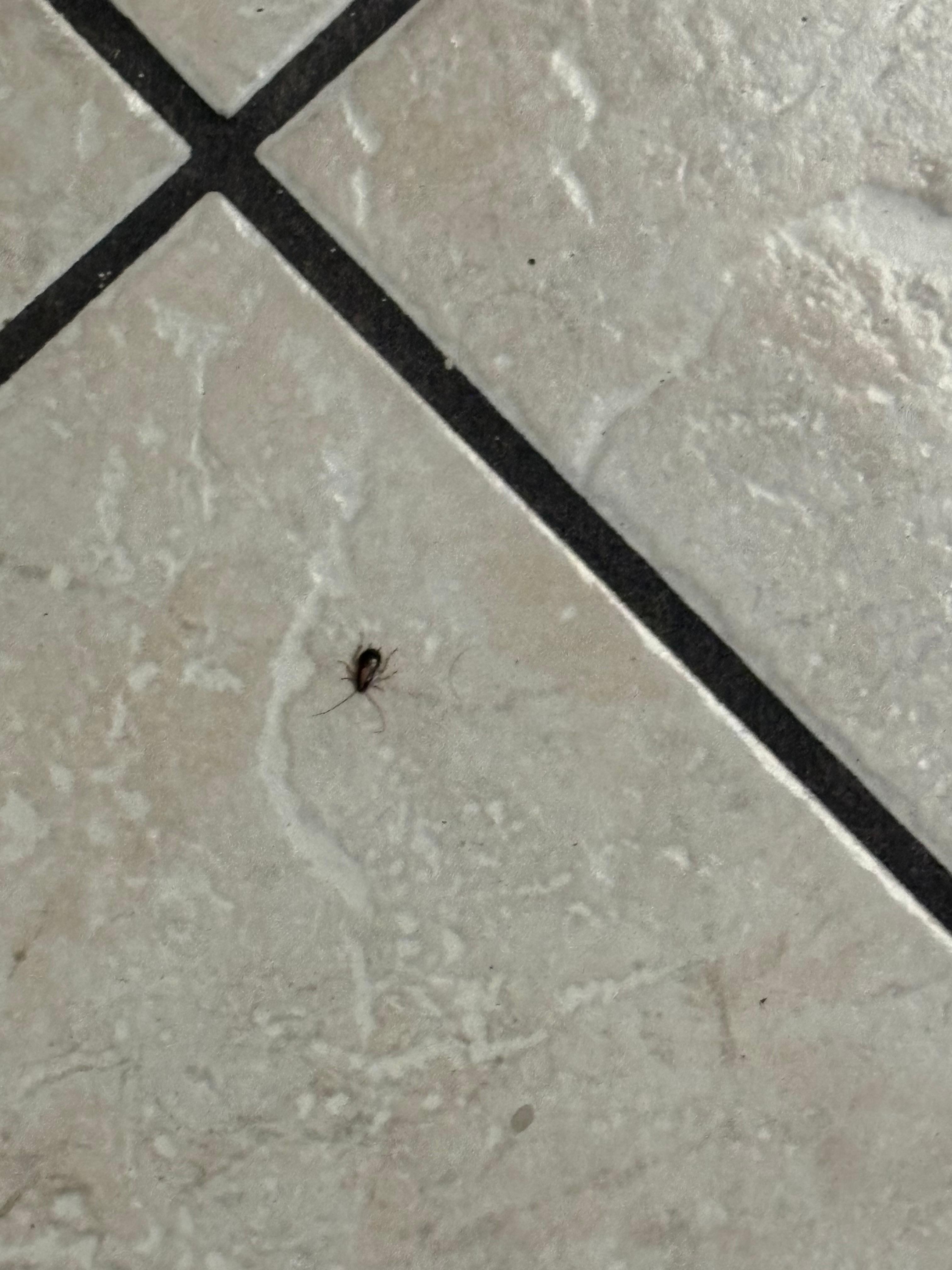 Different roach on the bathroom floor