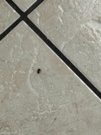 Different roach on the bathroom floor