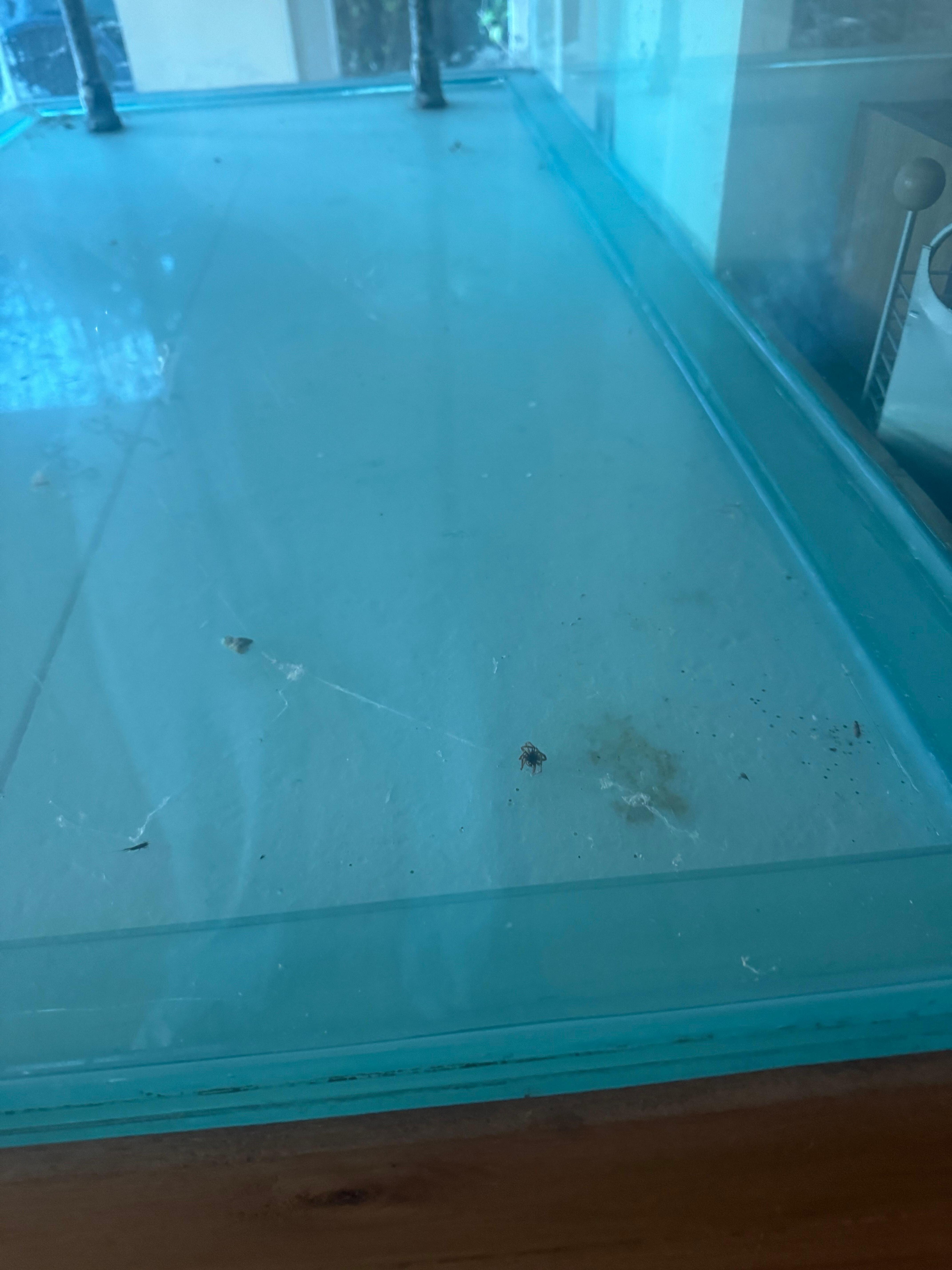 Bugs in a disused aquarium