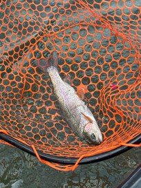 beautiful rainbow trout