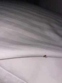 Live bed bug