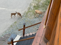 Some of the many visitors we saw in the mornings.