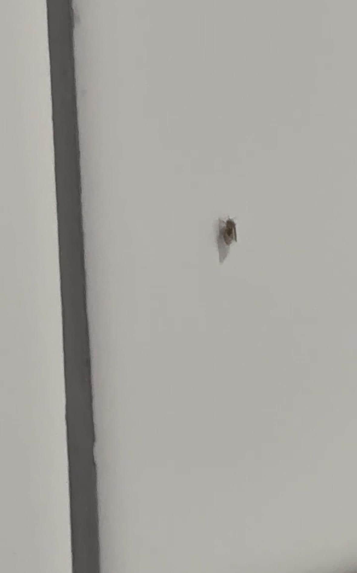 Fly/Nat flying around bathroom. (Screenshot from video I emailed them. That they have NOT responded to). 