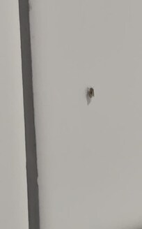 Fly/Nat flying around bathroom. (Screenshot from video I emailed them. That they have NOT responded to).