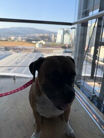 mi perrita está entrenada por esa razón puede acompañarme pero no llevaría a un perro sin entrenamiento básico de obediencia