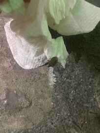 Bug - Flew on Me