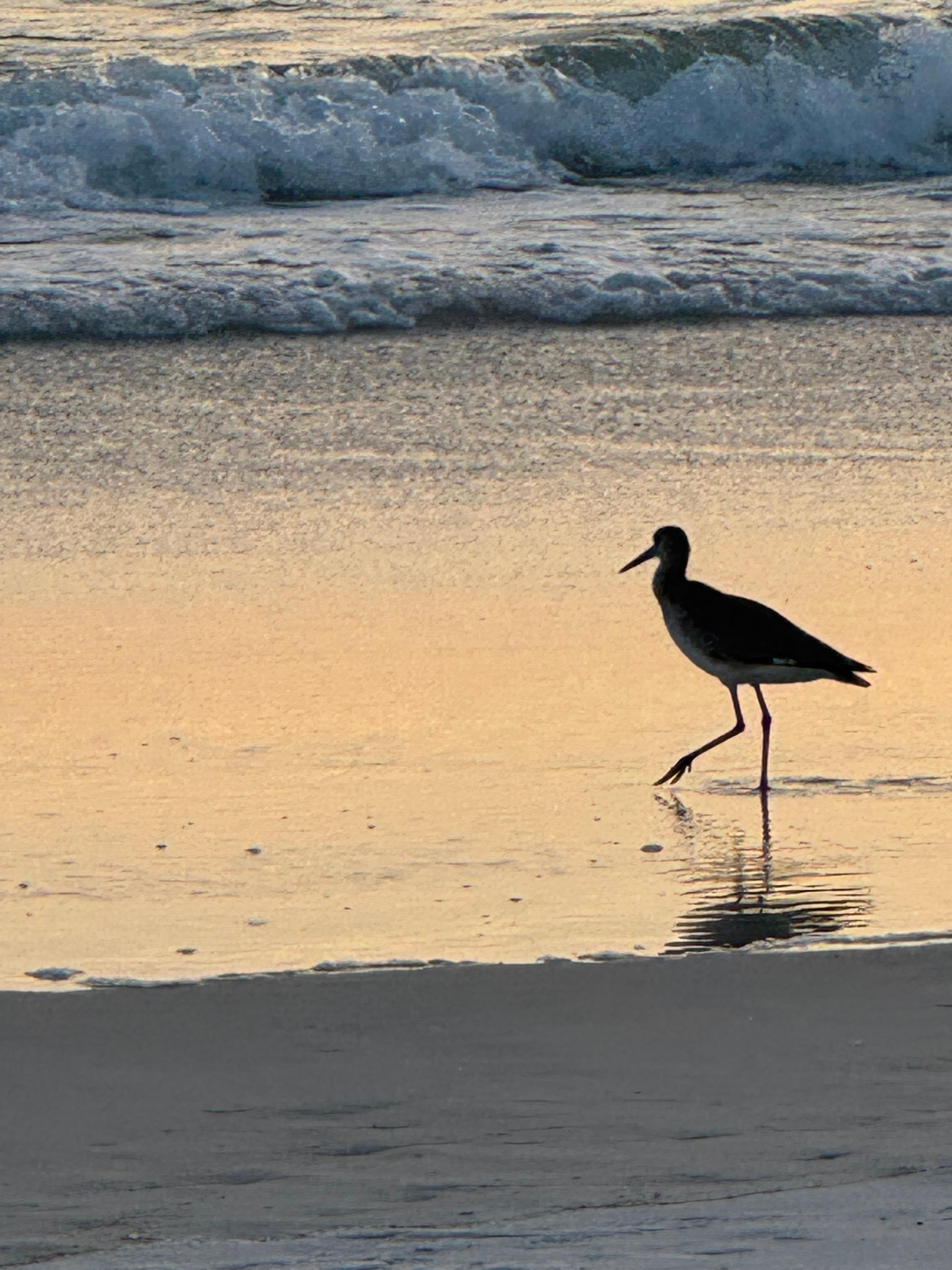 Loved watching birds