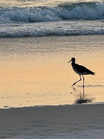 Loved watching birds