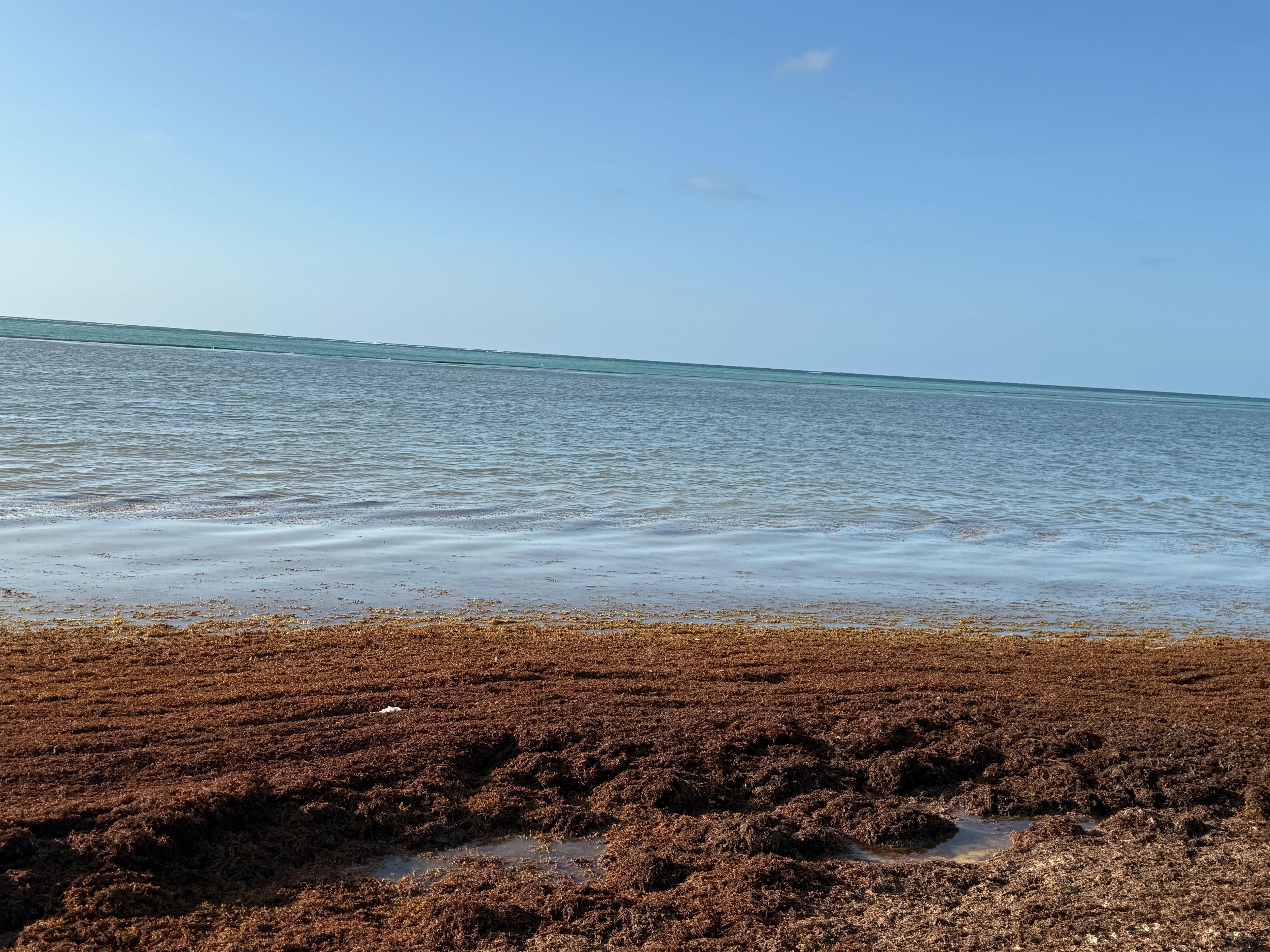 Sea weed dirty beach