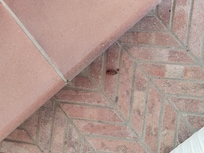 La cucaracha que ya no podía caminar en el patio, pero que pataleaba mucho. Calcular medio dedo de bicho.