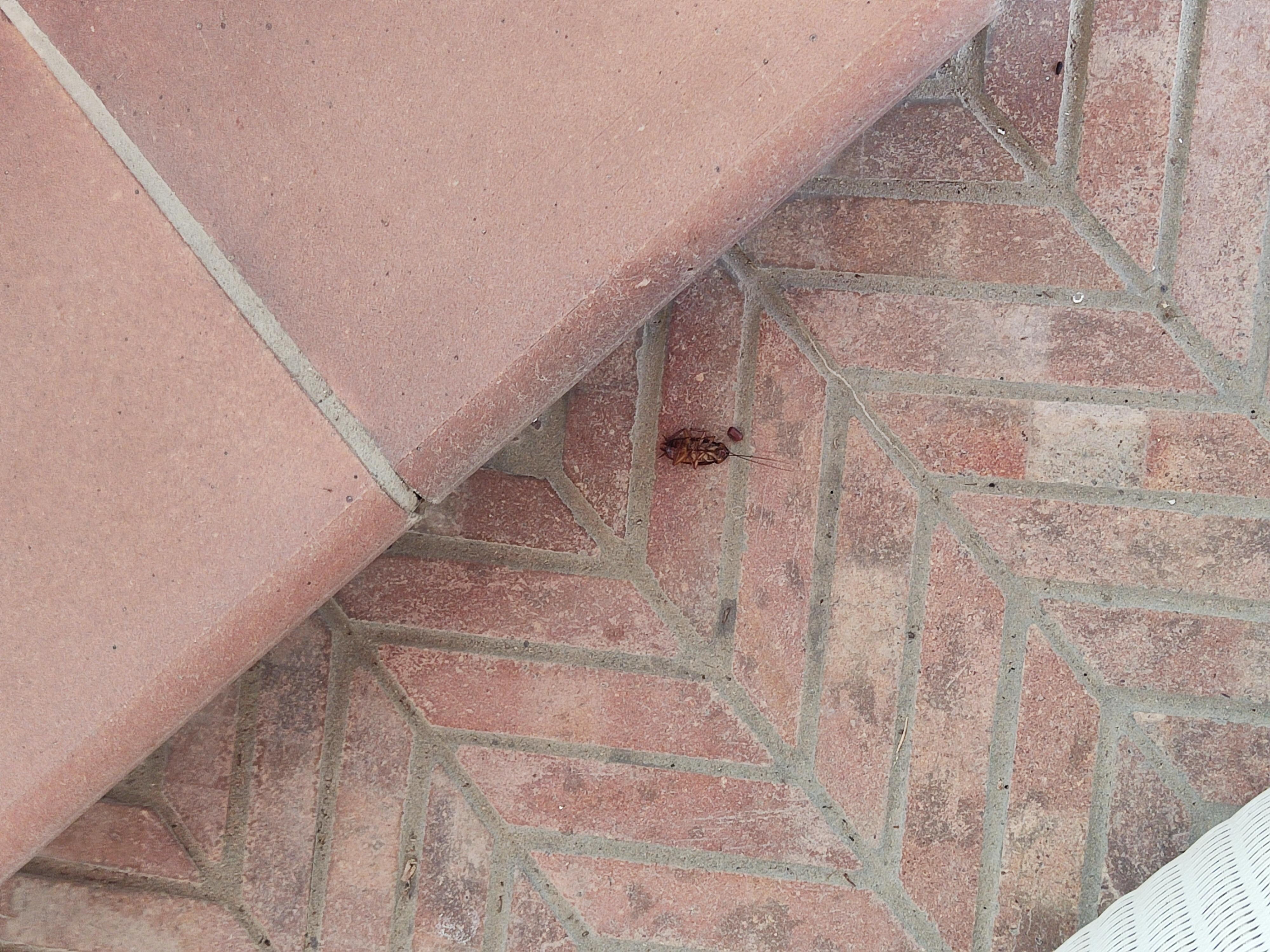 La cucaracha que ya no podía caminar en el patio, pero que pataleaba mucho. Calcular medio dedo de bicho.