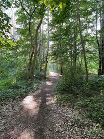 Wald in KĂŒhlungsborn