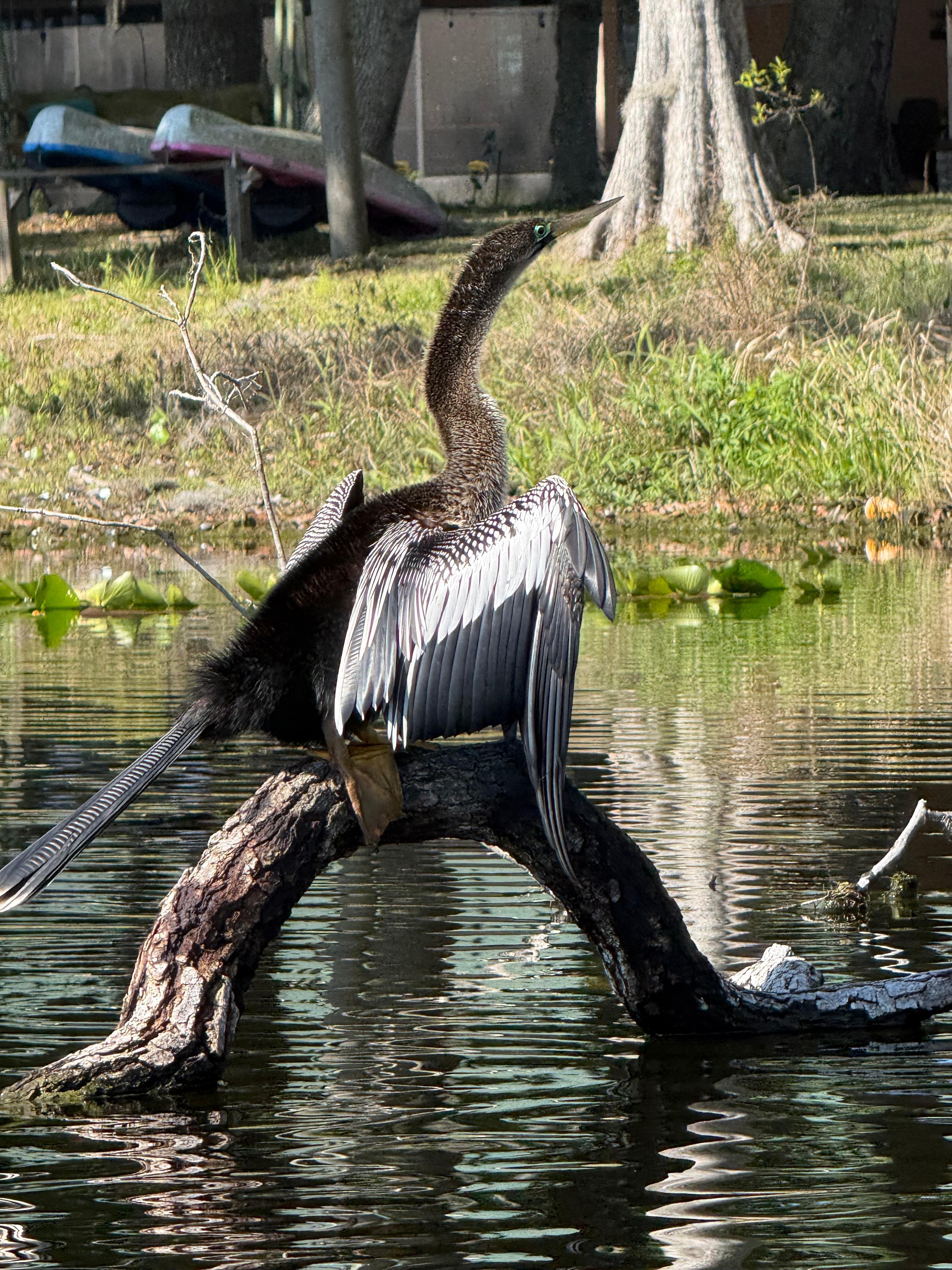 A daily visitor in front of the cottage. 