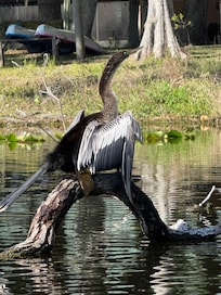 A daily visitor in front of the cottage.