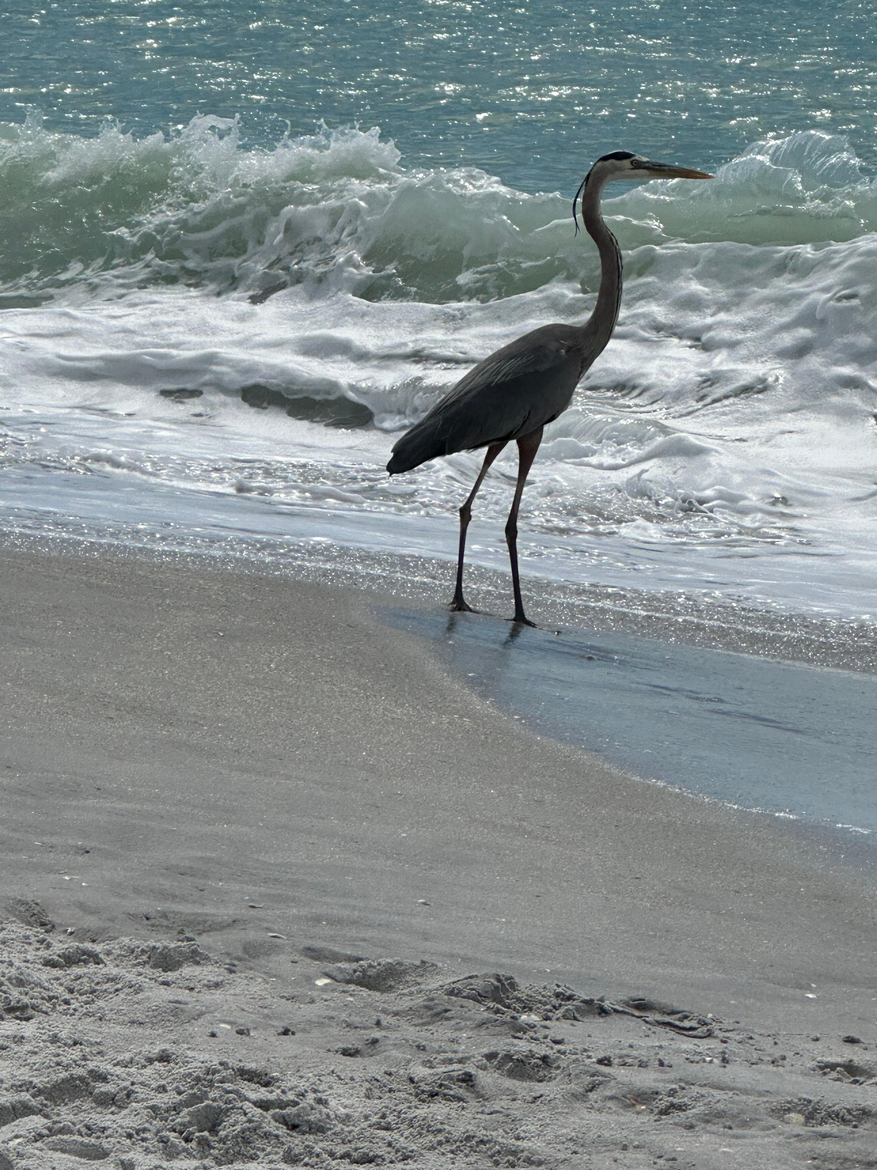 Blue Heron on Sanibel Island