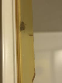 Shower door